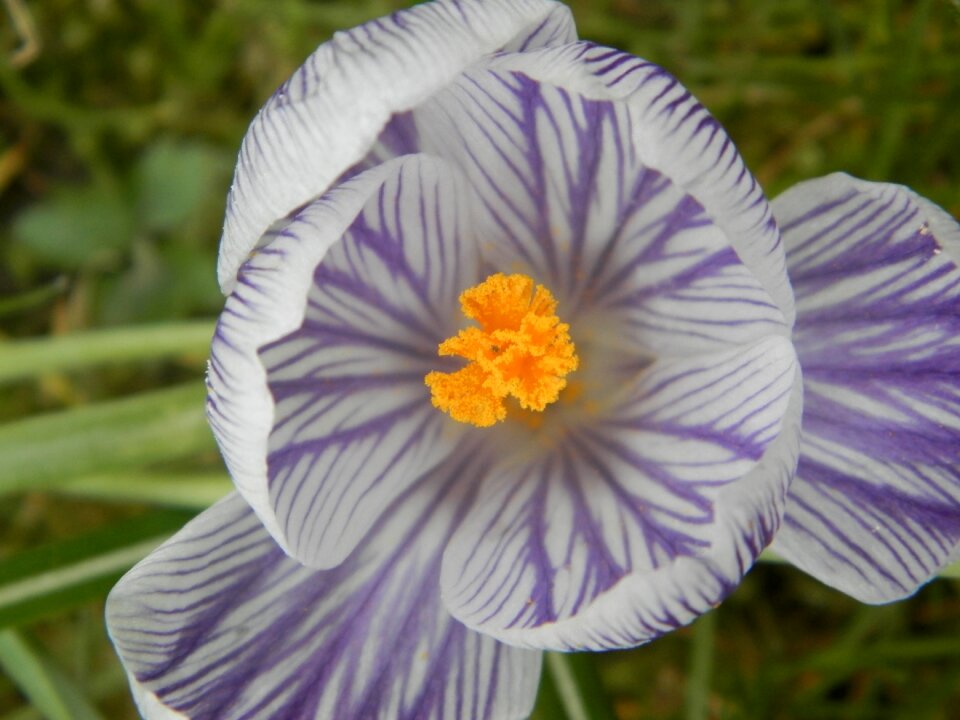 Spring flowers nature crocus photo