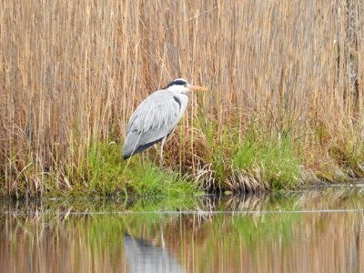 Vogel Lansermoor