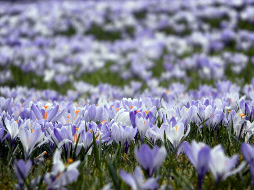 Spring blossom bloom