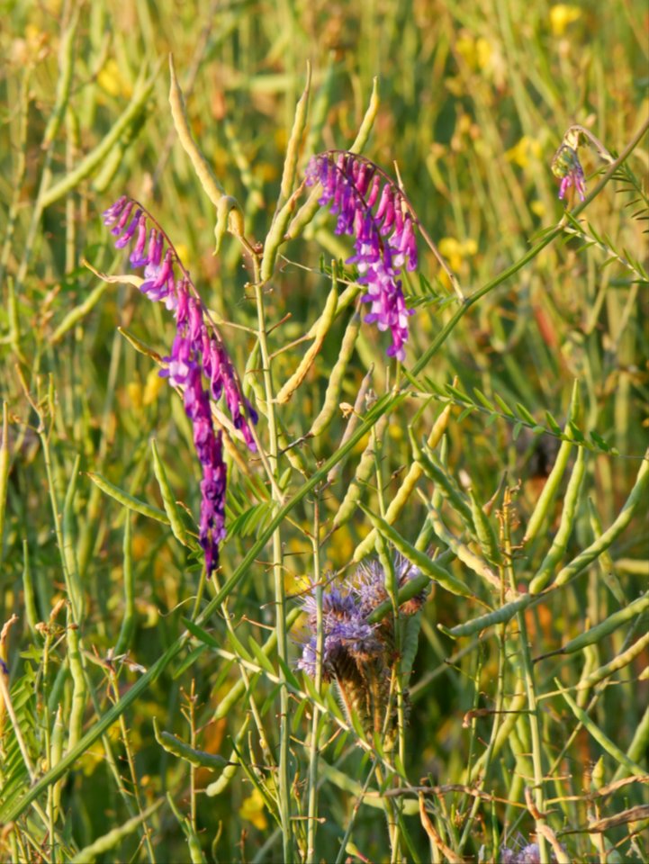 Vogel Wicke RoscheiderhofH2a
