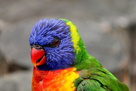 Trichoglossus rainbow bird blue photo