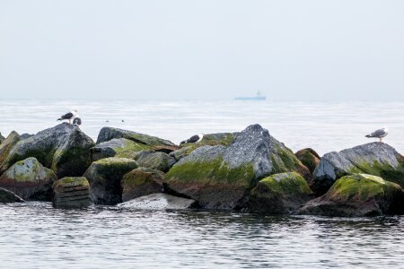 Helgoland beach gulls