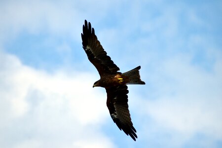 Flying predator bird flight
