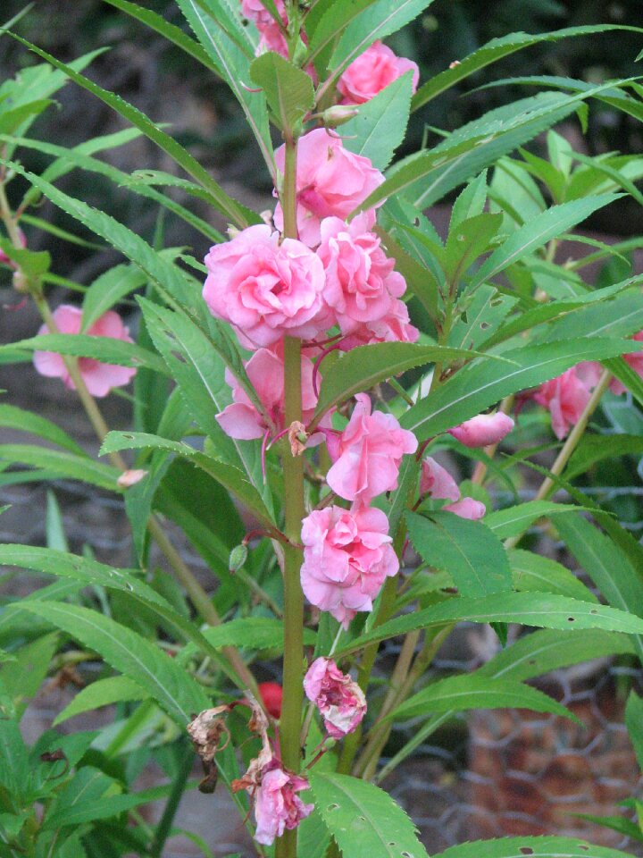 Pink flowers nature flora