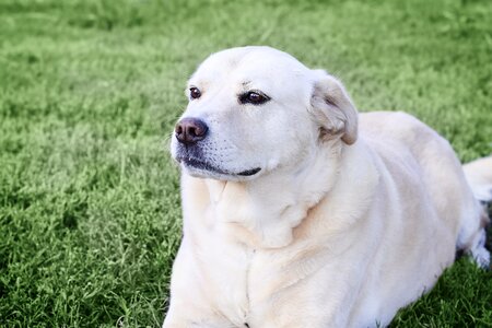 Pet retriever animal photo