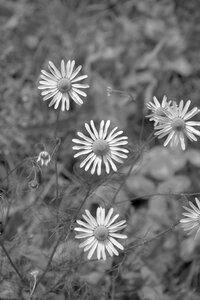 Pre plant wild flowers