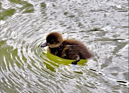 Animal child anatidae diving duck
