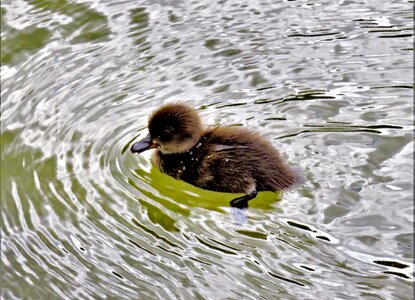 Animal child anatidae diving duck photo