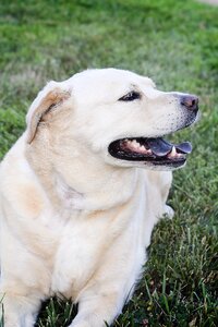 Pet retriever animal