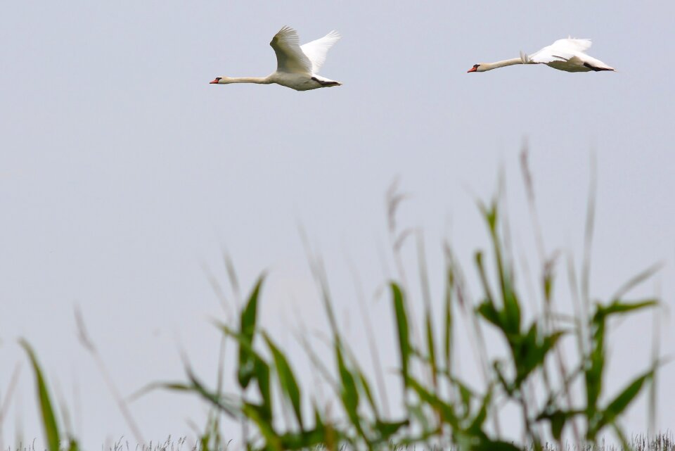 Bird animal world swan
