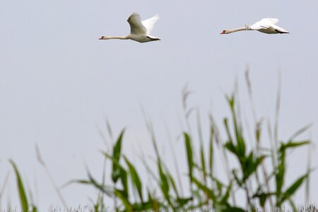 Bird animal world swan