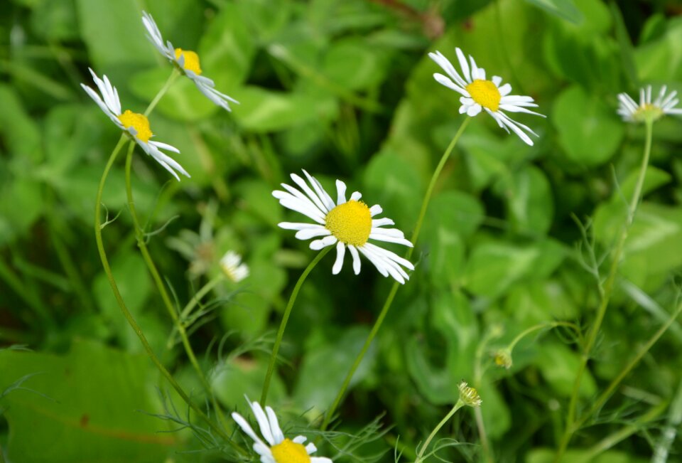 Daisies profile wild flowers nature