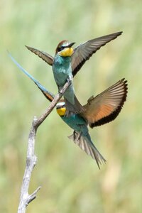 Biotope valais little bee-eater photo