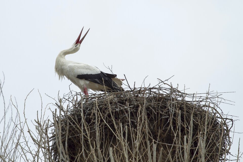 Bird white stork storchennest