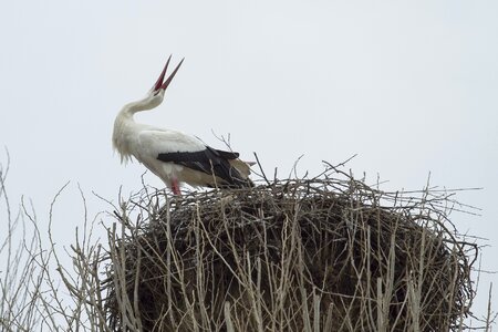 Bird white stork storchennest