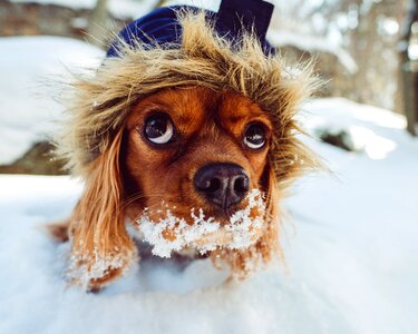 Dog pet friend
