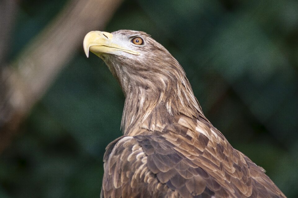 Berlin zoo adler photo