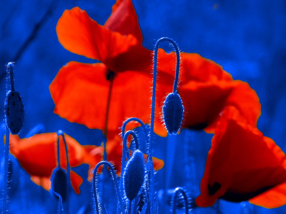 Flower foreign colors blue