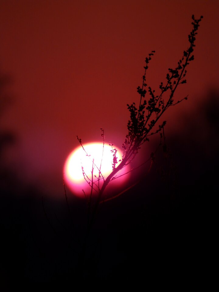 The flame red autumn