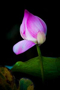 Vietnam vietnam art nature