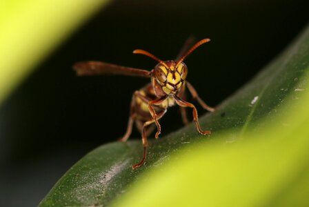 Animal fly closeup photo