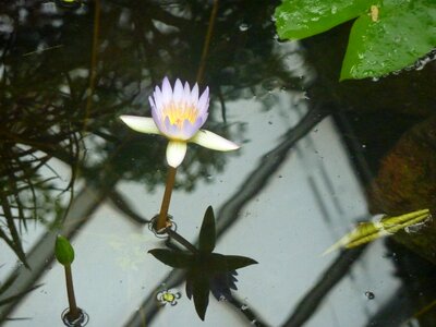 Pink water lily lake rose green leaf photo