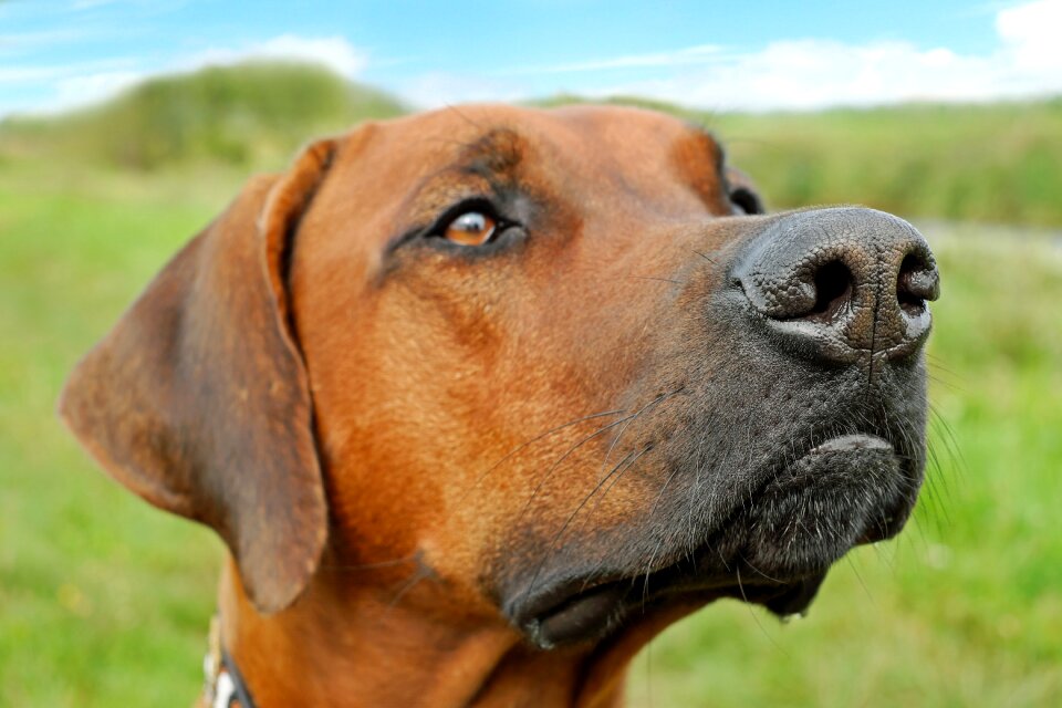 Head animal close up