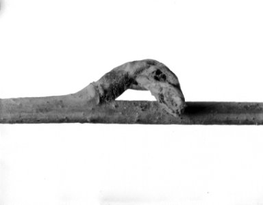 Vlinders, beschadigingen, boomknoppen, bastaardsatijnvlinder, eik, Bestanddeelnr 253-7431