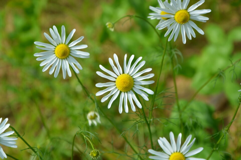 Nature summer flowers perennial daisy