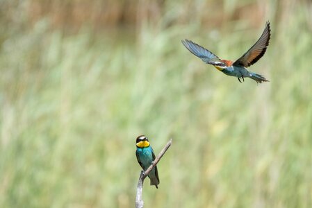 Biotope valais little bee-eater photo