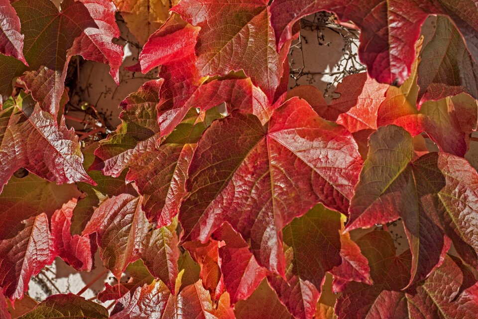 Vine leaves ivy leaves nature