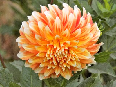 Flower garden summer