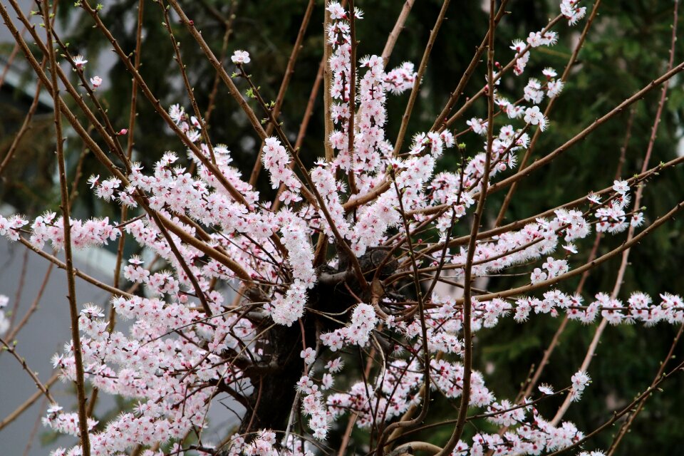 Cherry tree nature season