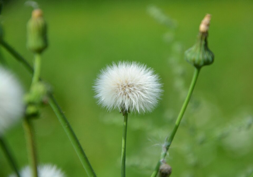 Pre prairie summer flowers
