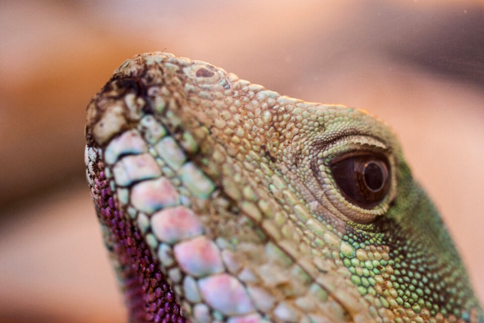Agama water vivarium animal
