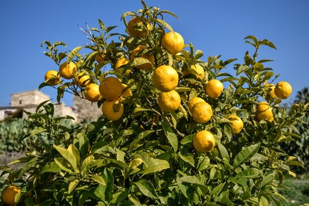 Healthy food yellow