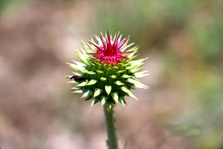 No one outdoor wildflower