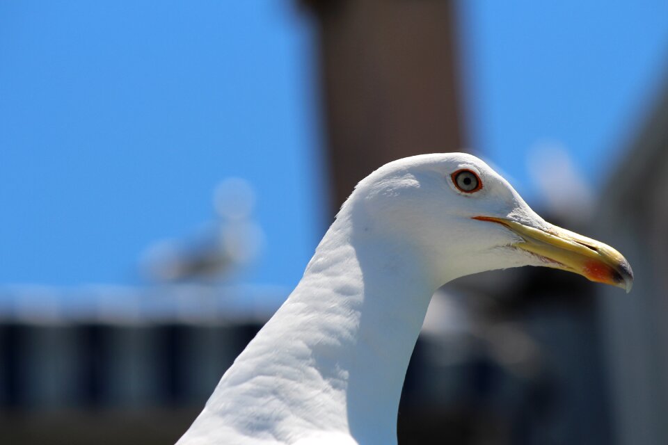 Birds gull bird fly