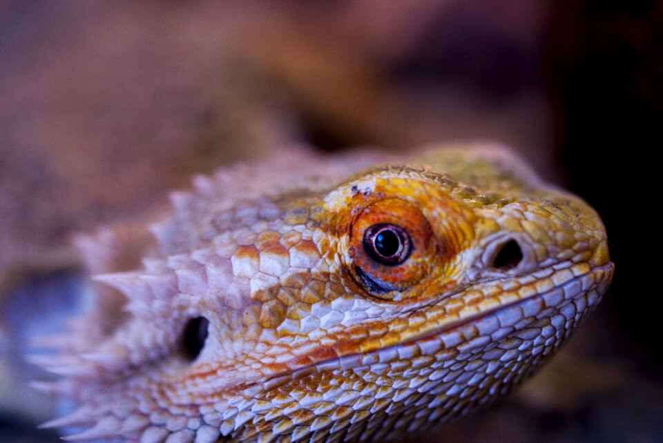 Reptile vivarium bearded