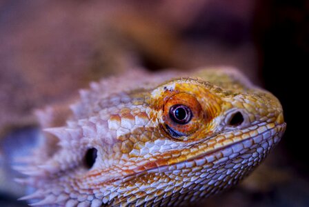 Reptile vivarium bearded photo
