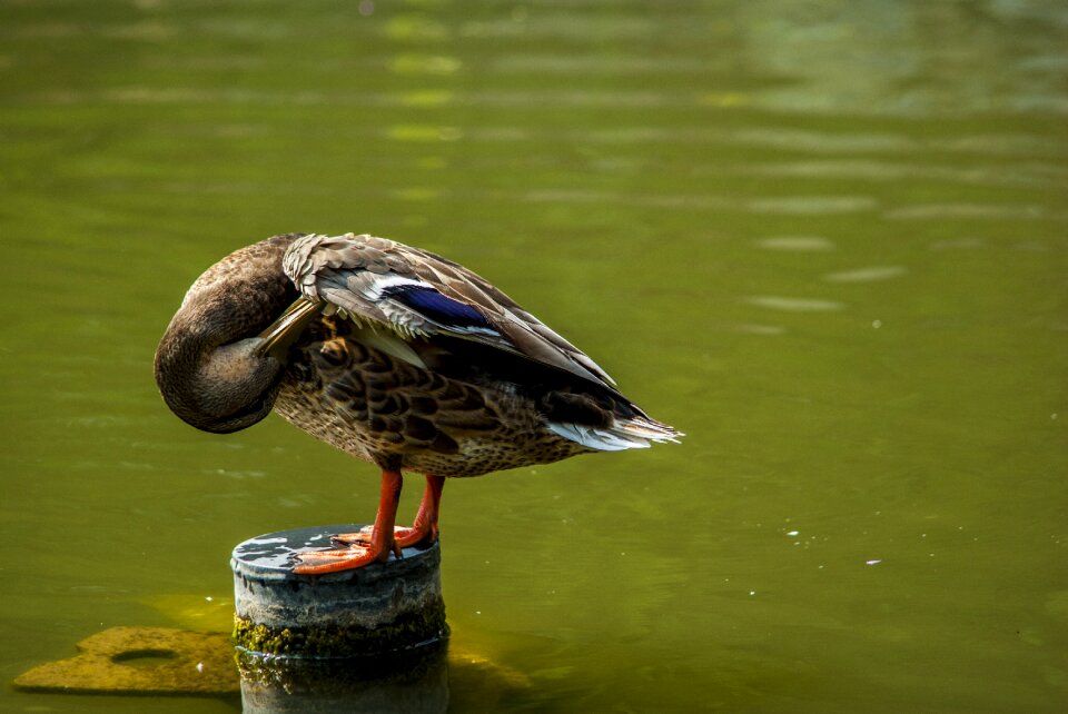 Cleaning water river