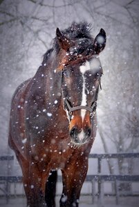 Horse snowflake snowflakes photo