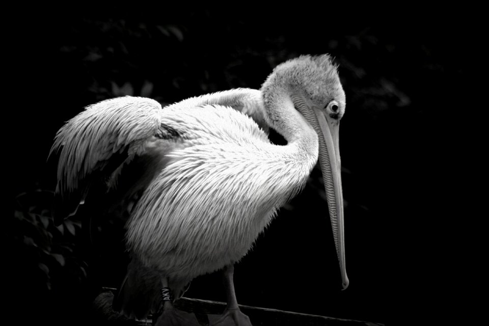 Pelican zoo animal