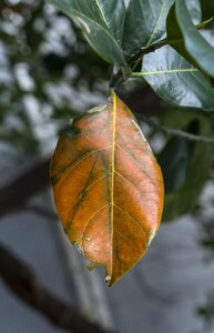 Natural leaf leaves jackfruit photo