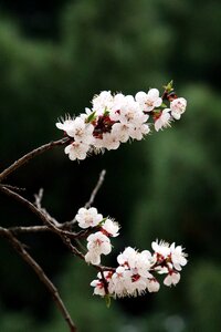 Cherry tree season petal photo
