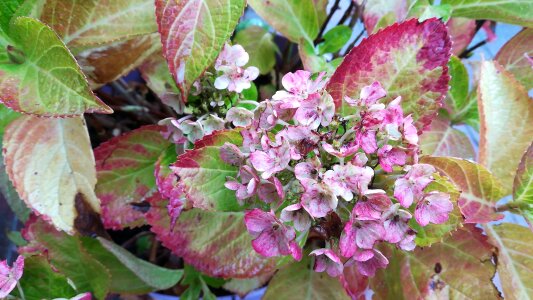 Nature flower flora