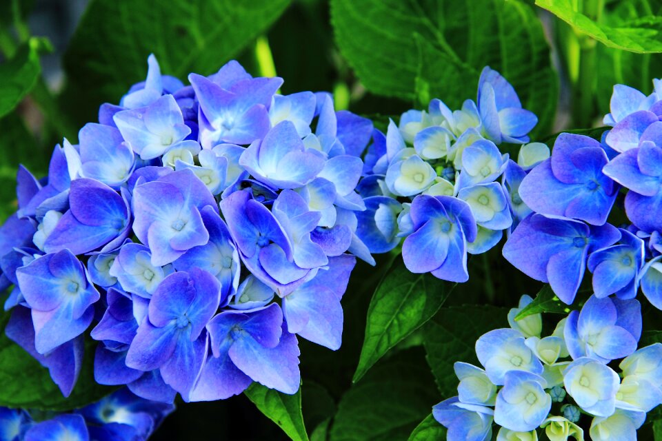 Flowers inflorescence flowering plant