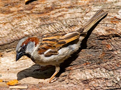 Passer domesticus bird animal photo