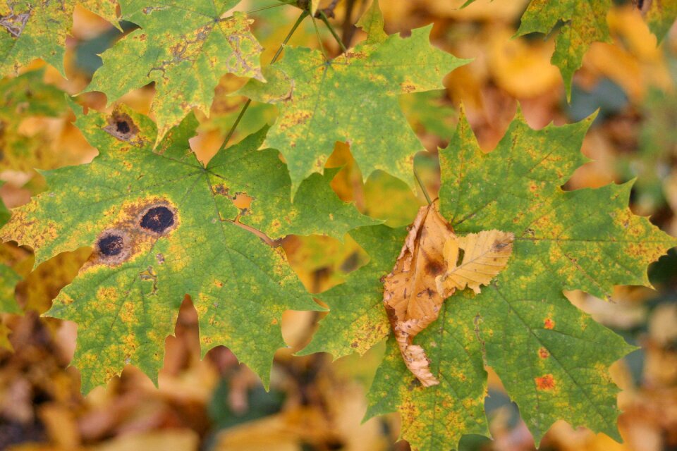 Nature autumn leaf autumn leaves