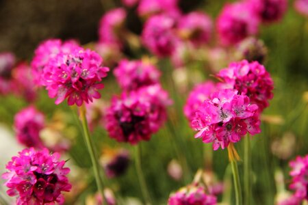 Sphere garden plant ornamental